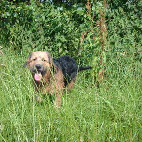 Hondenfoto van liesbeth,Turbo,Luna, Levi en Faith