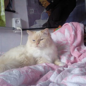 Snowey met zijn mooie pose