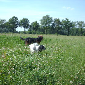 Hondenfoto van liesbeth,Turbo,Luna, Levi en Faith