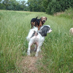 Hondenfoto van liesbeth,Turbo,Luna, Levi en Faith
