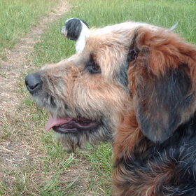 Hondenfoto van liesbeth,Turbo,Luna, Levi en Faith