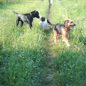 Hondenfoto van liesbeth,Turbo,Luna, Levi en Faith