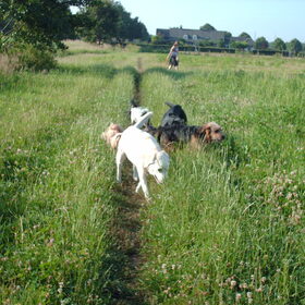 Hondenfoto van liesbeth,Turbo,Luna, Levi en Faith