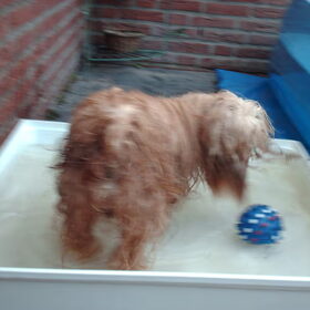 Hondenfoto van liesbeth,Turbo,Luna, Levi en Faith