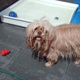 Hondenfoto van liesbeth,Turbo,Luna, Levi en Faith