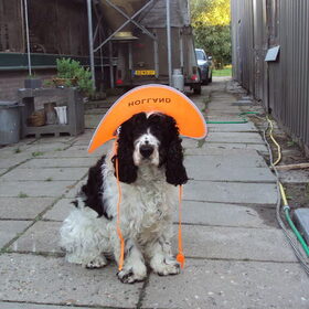 hup hup orange