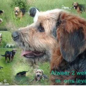 Hondenfoto van liesbeth,Turbo,Luna, Levi en Faith