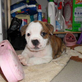dit mooi venteke is diego, een pup van mijn boullieke die op…