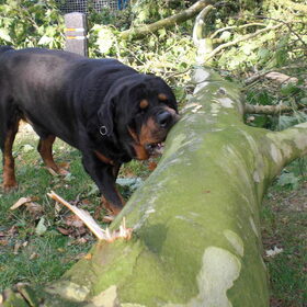 Hondenfoto van Boots , Ado( R.I.P.)  Lady en Tukker