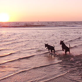 Chyva & King op het strand!