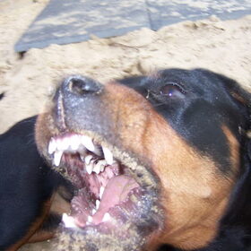 Oooooohw, wat agressief!