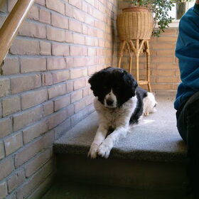 Hondenfoto van Liesbeth