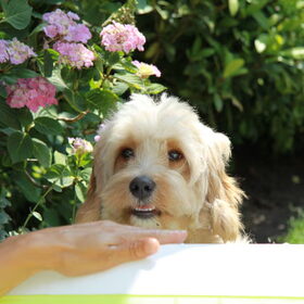 Hondenfoto van thea