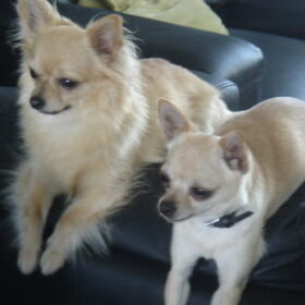 mijn schatjes dipsy (links) en sidney (rechts)
