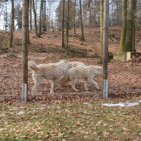 wolfies