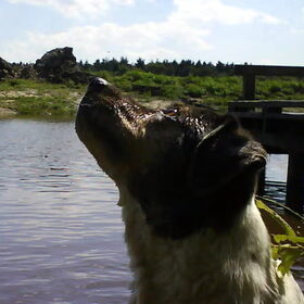 Hondenfoto van Petra,  *Lily Jane*   & Jip