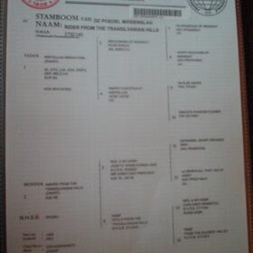 stamboom van raider