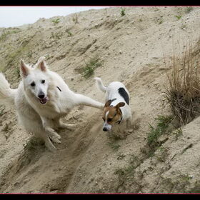 Hondenfoto van Hetty & Skipper