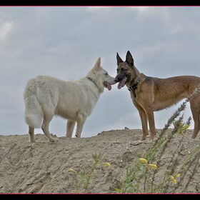 Hondenfoto van Hetty & Skipper