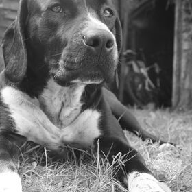Pracht beest!