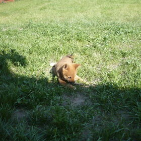 Putjes graven in de tuin :-D