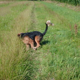 Hondenfoto van liesbeth,Turbo,Luna, Levi en Faith