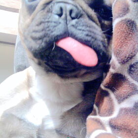 Hondenfoto van Roxanne en het bulletje Cupid :D