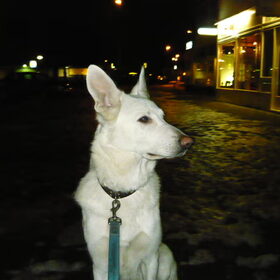 Igar Onze Witte Herder In De Winter:)