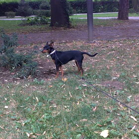 Lina in het park in Cacak, Servie. Helaas kan ze daar niet los…
