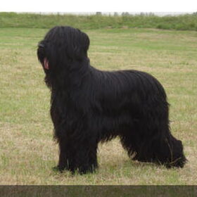 moeder van de aanstaande pups CH. Faire Des Amis Vainqueur…