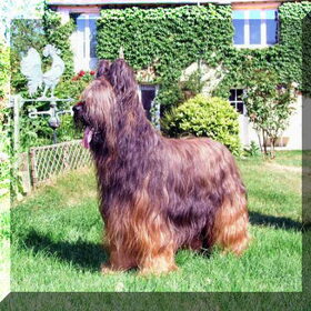 de vader van de pups CH.Talismanik De La Chaume Du Bois Dieu