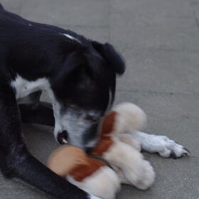 Wolf met z'n beertje