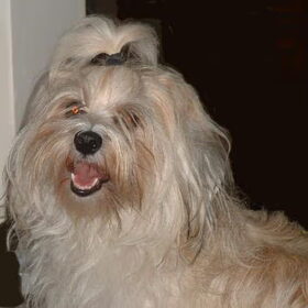 Hondenfoto van Puck