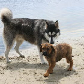 Diva & King