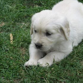 Hondenfoto van Sem en Nala <3