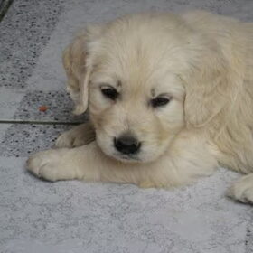Hondenfoto van Sem en Nala <3