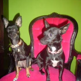 sjifa en mojo