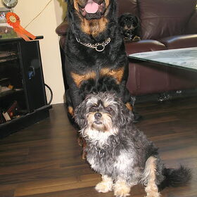 Hahah Tyson ft onderdaantje..