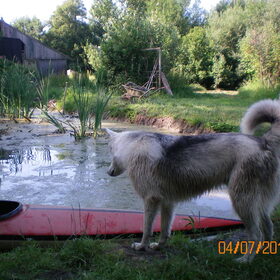 Hondenfoto van YmY en de bende 