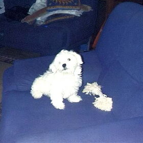 Snowy als pup