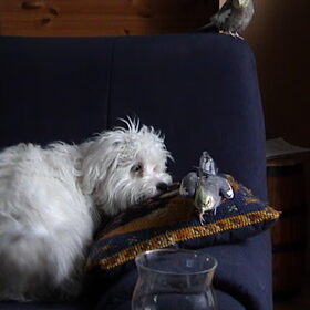 Snowy met Timmy de valkparkiet