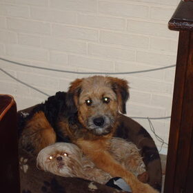 Hondenfoto van liesbeth,Turbo,Luna, Levi en Faith