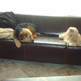 Hondenfoto van liesbeth,Turbo,Luna, Levi en Faith