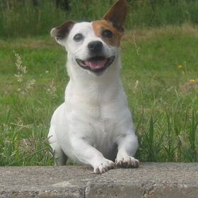 In memoriam mijn hondenventje Luca : 3 juni 2000 * - 3 juni 2010…