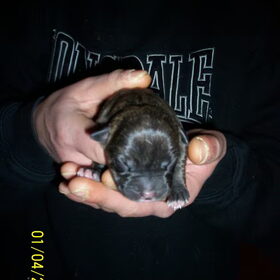 pup 4 reutje