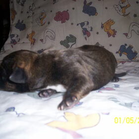 pup 5 reutje