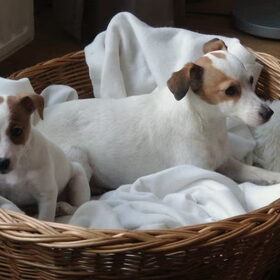 Dit zijn Saartje en Daantje onze Jack Russels. Daantje is nu 4…