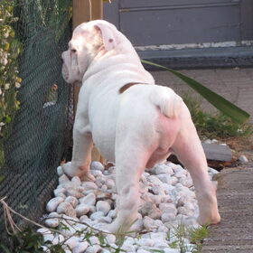 Wat is dit ?