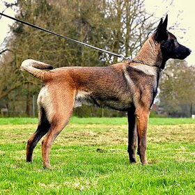 Clyde hier 7 maand onze mechelaar reu