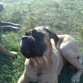 dit is Lola zonder cherry eyes het is een schat